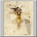 Philanthus triangulum - Bienenwolf w10.jpg